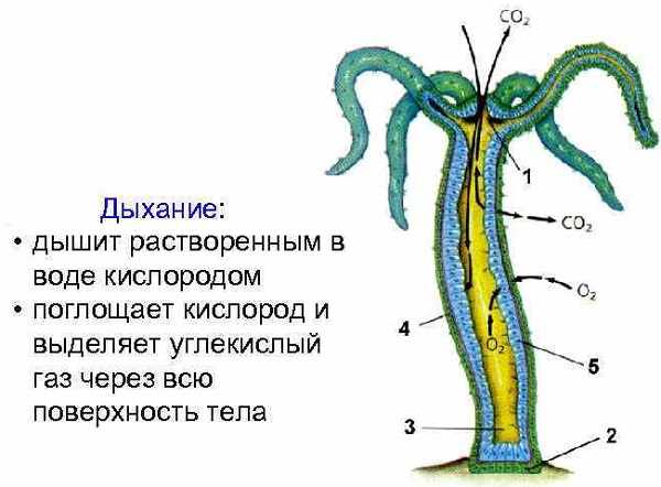 Kraken официальное зеркало kraken dark link